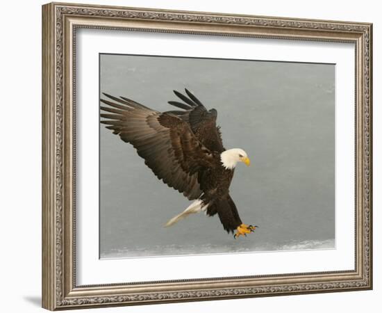Bald Eagle in Landing Posture, Homer, Alaska, USA-Arthur Morris-Framed Photographic Print