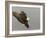 Bald Eagle in Landing Posture, Homer, Alaska, USA-Arthur Morris-Framed Photographic Print