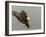 Bald Eagle in Landing Posture, Homer, Alaska, USA-Arthur Morris-Framed Photographic Print