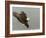 Bald Eagle in Landing Posture, Homer, Alaska, USA-Arthur Morris-Framed Photographic Print