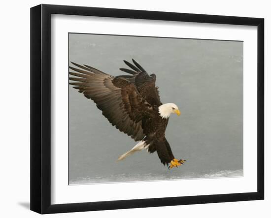 Bald Eagle in Landing Posture, Homer, Alaska, USA-Arthur Morris-Framed Photographic Print