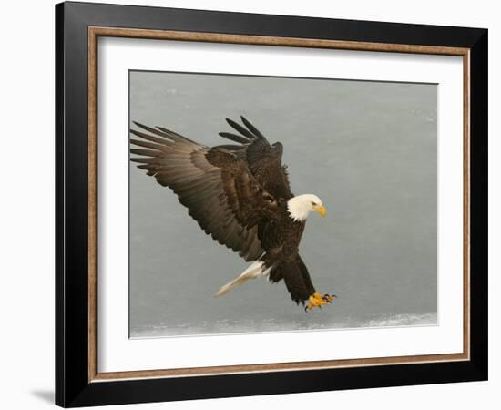 Bald Eagle in Landing Posture, Homer, Alaska, USA-Arthur Morris-Framed Photographic Print