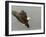 Bald Eagle in Landing Posture, Homer, Alaska, USA-Arthur Morris-Framed Photographic Print