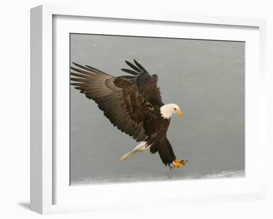 Bald Eagle in Landing Posture, Homer, Alaska, USA-Arthur Morris-Framed Photographic Print