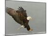 Bald Eagle in Landing Posture, Homer, Alaska, USA-Arthur Morris-Mounted Photographic Print