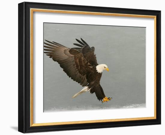 Bald Eagle in Landing Posture, Homer, Alaska, USA-Arthur Morris-Framed Photographic Print