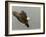 Bald Eagle in Landing Posture, Homer, Alaska, USA-Arthur Morris-Framed Photographic Print