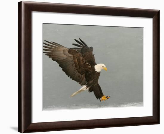 Bald Eagle in Landing Posture, Homer, Alaska, USA-Arthur Morris-Framed Photographic Print