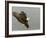 Bald Eagle in Landing Posture, Homer, Alaska, USA-Arthur Morris-Framed Photographic Print