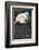 Bald Eagle in Pine Tree, Colorado-Richard and Susan Day-Framed Photographic Print