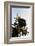 Bald Eagle in Pine-Charles Glover-Framed Giclee Print