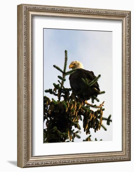 Bald Eagle in Pine-Charles Glover-Framed Giclee Print