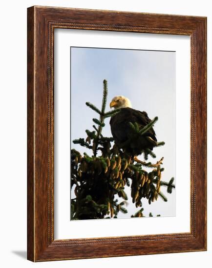 Bald Eagle in Pine-Charles Glover-Framed Giclee Print