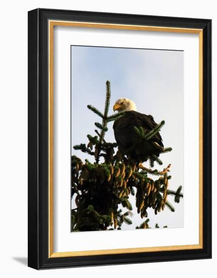 Bald Eagle in Pine-Charles Glover-Framed Giclee Print