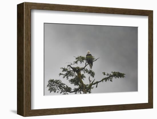 Bald eagle in the mist, Chugach National Forest, Alaska, United States of America, North America-Ashley Morgan-Framed Photographic Print