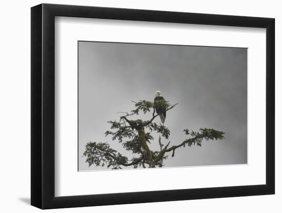 Bald eagle in the mist, Chugach National Forest, Alaska, United States of America, North America-Ashley Morgan-Framed Photographic Print