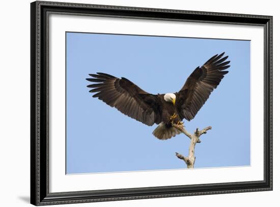 Bald Eagle Landing, Haliaeetus Leucocephalus, Southwest Florida-Maresa Pryor-Framed Photographic Print