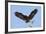 Bald Eagle Landing, Haliaeetus Leucocephalus, Southwest Florida-Maresa Pryor-Framed Photographic Print