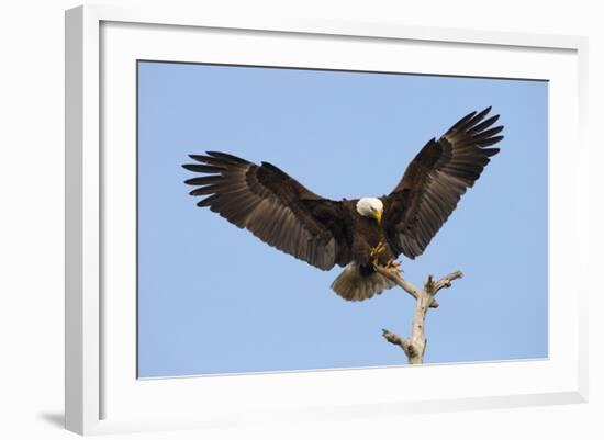 Bald Eagle Landing, Haliaeetus Leucocephalus, Southwest Florida-Maresa Pryor-Framed Photographic Print