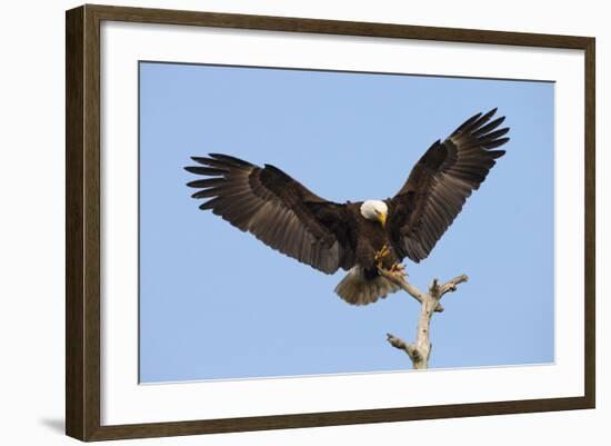 Bald Eagle Landing, Haliaeetus Leucocephalus, Southwest Florida-Maresa Pryor-Framed Photographic Print