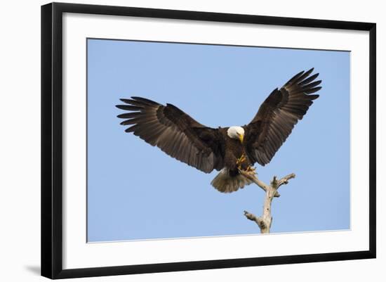 Bald Eagle Landing, Haliaeetus Leucocephalus, Southwest Florida-Maresa Pryor-Framed Photographic Print