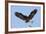 Bald Eagle Landing, Haliaeetus Leucocephalus, Southwest Florida-Maresa Pryor-Framed Photographic Print