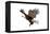 Bald Eagle Landing - Icon-Lantern Press-Framed Stretched Canvas