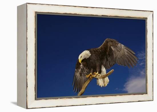 Bald Eagle Landing on a Snag-W. Perry Conway-Framed Premier Image Canvas