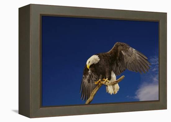 Bald Eagle Landing on a Snag-W. Perry Conway-Framed Premier Image Canvas