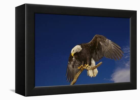 Bald Eagle Landing on a Snag-W. Perry Conway-Framed Premier Image Canvas