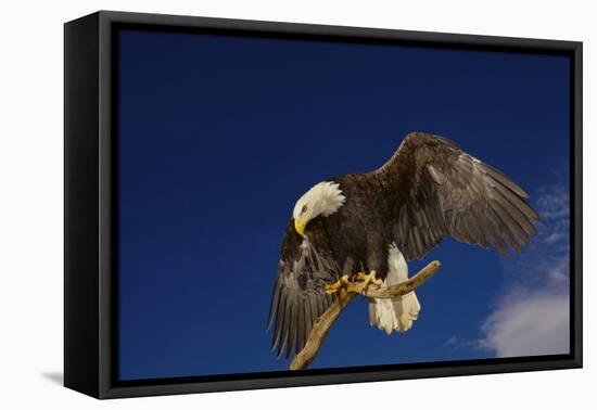 Bald Eagle Landing on a Snag-W. Perry Conway-Framed Premier Image Canvas