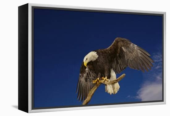 Bald Eagle Landing on a Snag-W. Perry Conway-Framed Premier Image Canvas