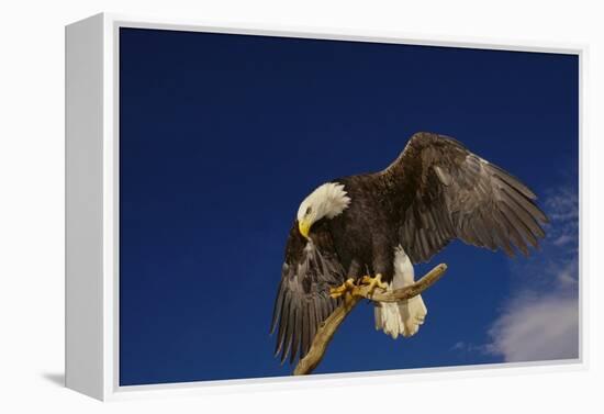 Bald Eagle Landing on a Snag-W. Perry Conway-Framed Premier Image Canvas