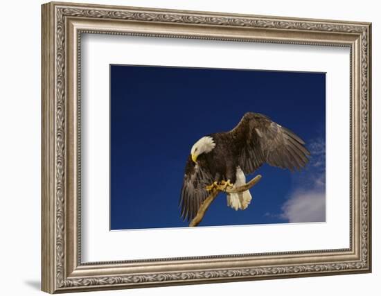 Bald Eagle Landing on a Snag-W. Perry Conway-Framed Photographic Print