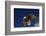 Bald Eagle Landing on a Snag-W. Perry Conway-Framed Photographic Print