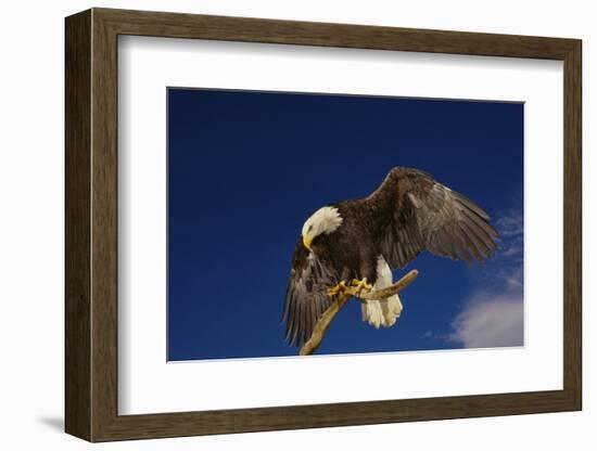 Bald Eagle Landing on a Snag-W. Perry Conway-Framed Photographic Print