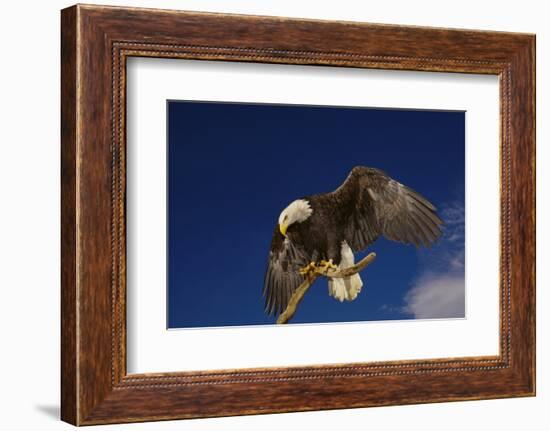 Bald Eagle Landing on a Snag-W. Perry Conway-Framed Photographic Print