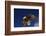 Bald Eagle Landing on a Snag-W. Perry Conway-Framed Photographic Print