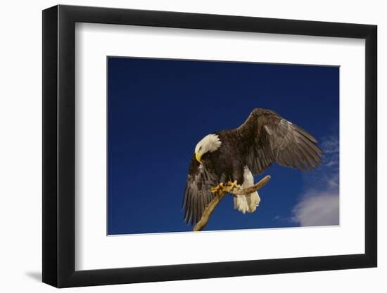 Bald Eagle Landing on a Snag-W. Perry Conway-Framed Photographic Print