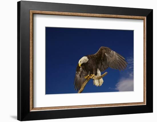 Bald Eagle Landing on a Snag-W. Perry Conway-Framed Photographic Print