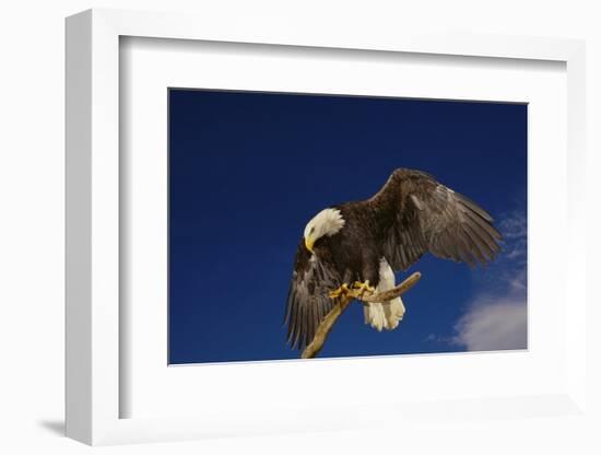 Bald Eagle Landing on a Snag-W. Perry Conway-Framed Photographic Print