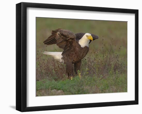 Bald eagle landing on ground to look for materials for his nest, Ft. Myers, Florida-Maresa Pryor-Framed Photographic Print