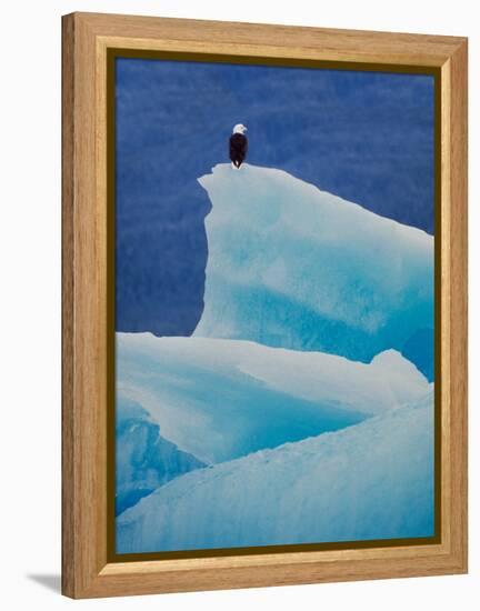 Bald Eagle on an Iceberg in Tracy Arm, Alaska, USA-Charles Sleicher-Framed Premier Image Canvas