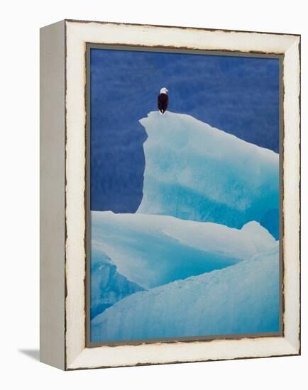 Bald Eagle on an Iceberg in Tracy Arm, Alaska, USA-Charles Sleicher-Framed Premier Image Canvas