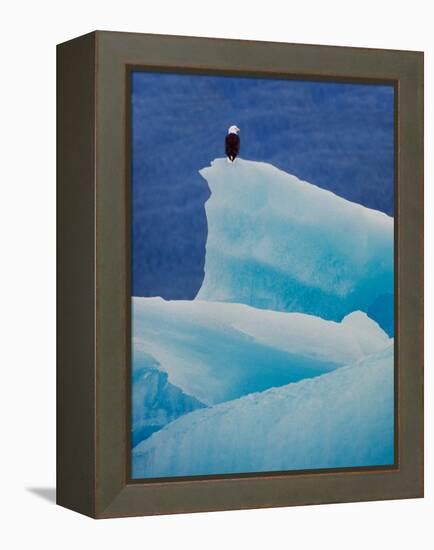 Bald Eagle on an Iceberg in Tracy Arm, Alaska, USA-Charles Sleicher-Framed Premier Image Canvas