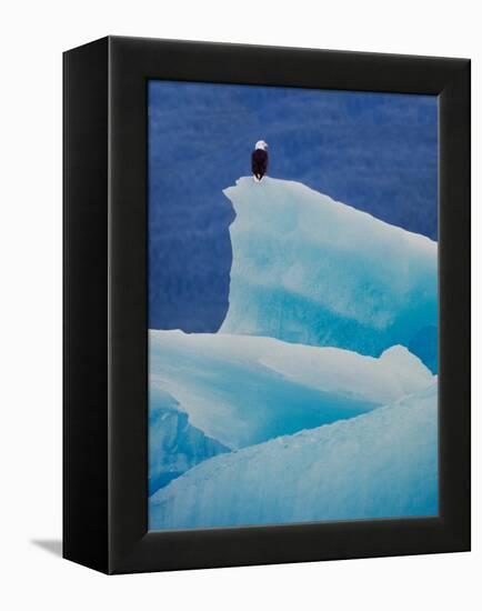 Bald Eagle on an Iceberg in Tracy Arm, Alaska, USA-Charles Sleicher-Framed Premier Image Canvas