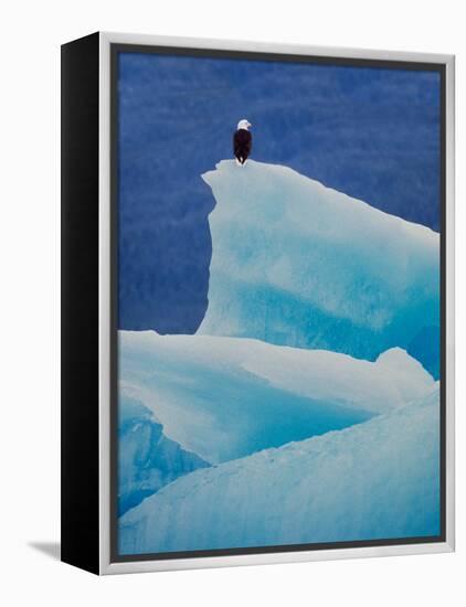 Bald Eagle on an Iceberg in Tracy Arm, Alaska, USA-Charles Sleicher-Framed Premier Image Canvas