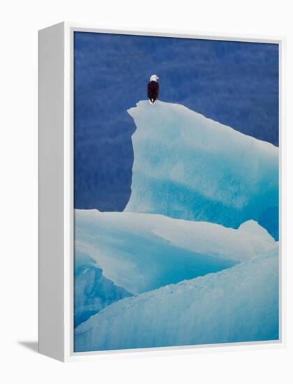 Bald Eagle on an Iceberg in Tracy Arm, Alaska, USA-Charles Sleicher-Framed Premier Image Canvas