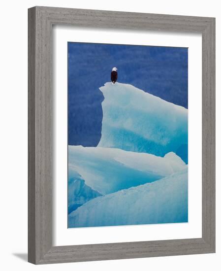 Bald Eagle on an Iceberg in Tracy Arm, Alaska, USA-Charles Sleicher-Framed Photographic Print