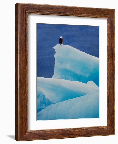 Bald Eagle on an Iceberg in Tracy Arm, Alaska, USA-Charles Sleicher-Framed Photographic Print